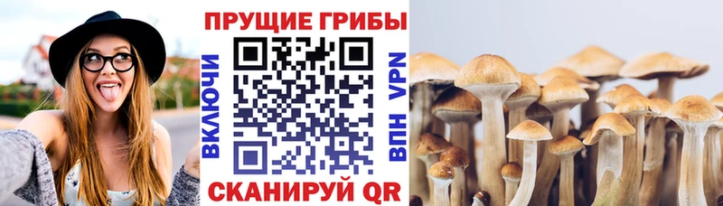 Галлюциногенные грибы Psilocybine cubensis  Купить  Дигора 